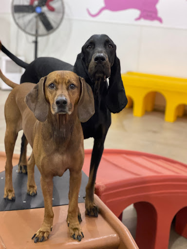 Kennel «K9 Loft», reviews and photos, 495 S Arroyo Pkwy, Pasadena, CA 91105, USA