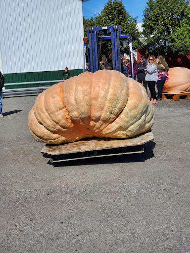 Great Pumpkin Farm image 8