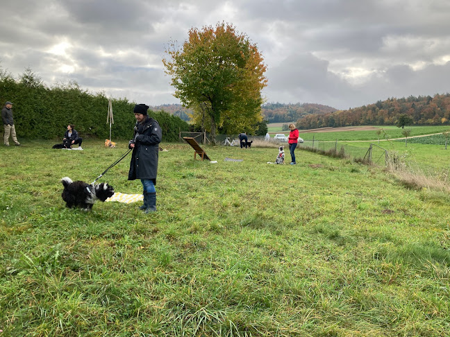 Kommentare und Rezensionen über Hund & Co - Hundeschule