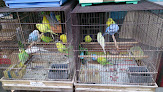 Parrot stores Tokyo