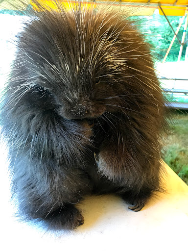 Animal Shelter «Animal Adventures Family Zoo & Rescue Center», reviews and photos, 336 Sugar Rd, Bolton, MA 01740, USA