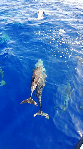 Comentários e avaliações sobre o Whale Watching Peter