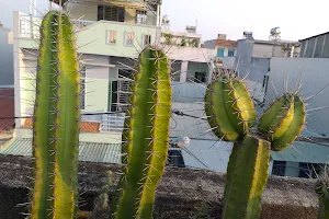Hoàng Cactus image