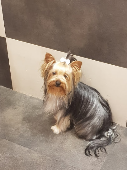 Bubbledog barbería canina - Servicios para mascota en Zaragoza