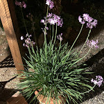 Photo n°1 de l'avis de Giuliano.n fait le 22/06/2022 à 19:47 sur le  Osteria Il Mangiapane à Alberese