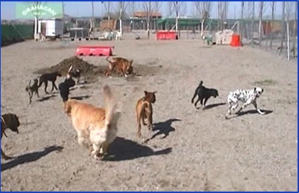 Adiestradores caninos y entrenadores de mascotas en La Zubia de 2024