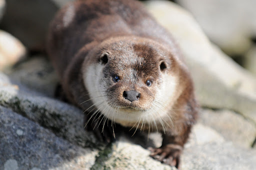 Lofotakvariet - The Lofoten Aquarium