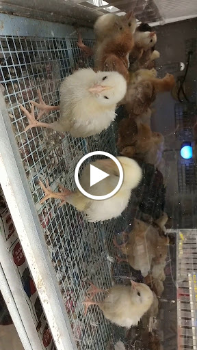 Animal Feed Store «IFA Country Stores», reviews and photos, 1071 Pioneer Rd, Draper, UT 84020, USA