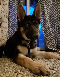 Pet Village Ltd - Photo 7 - Car repair in Salem, OR, Salem