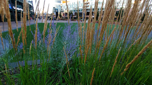 Stadium «Wrigley Field», reviews and photos, 1060 W Addison St, Chicago, IL 60613, USA