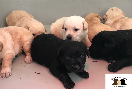 Canil Mira Serra (Labrador Retriever)