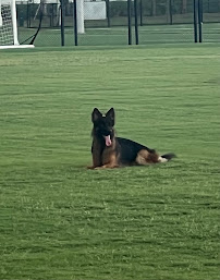 Wolff's Kennel Inc, K-9 Boarding & Training Center - Photo 8 - Car repair in Hialeah, FL, Miami