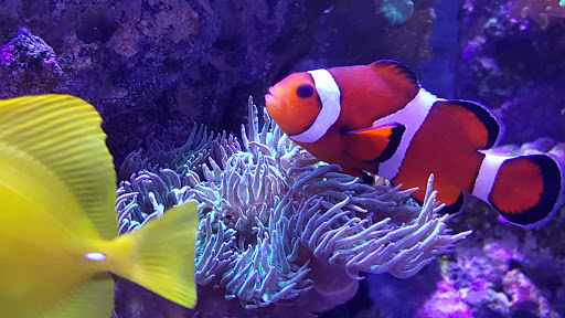 Pet Store «Ark Pet Shop», reviews and photos, 2400 W Lincoln Hwy, Merrillville, IN 46410, USA