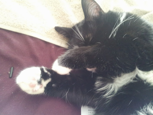 Pet Supply Store «PetSmart», reviews and photos, 1297 Promenade Pl, Eagan, MN 55121, USA