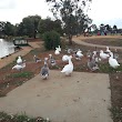 Arthur Westlake Memorial Reserve