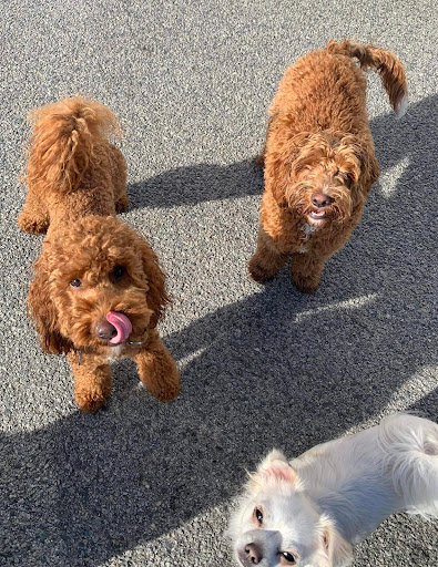 BooBoo's Small Dog Day Care and Grooming Salon