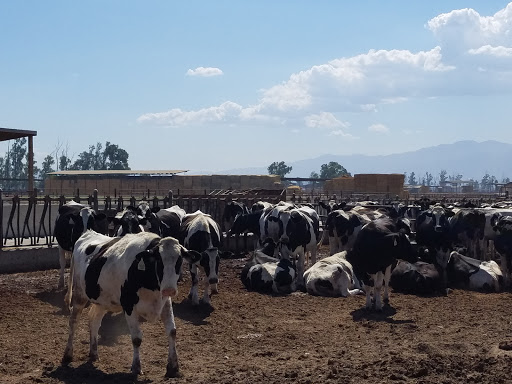 Dairy farm Rancho Cucamonga