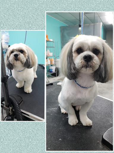 On The Spaw Pet Grooming Salon image