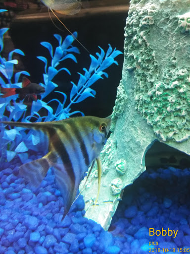 Pet Store «Pet Depot», reviews and photos, 22069 US-72 i, Athens, AL 35613, USA