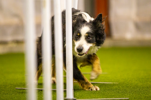 Active-dogs.dk in Kværndrup, Svendborg