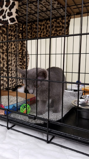 Pet Supply Store «Petco Animal Supplies», reviews and photos, 1753 St Lucie W Blvd, Port St Lucie, FL 34986, USA