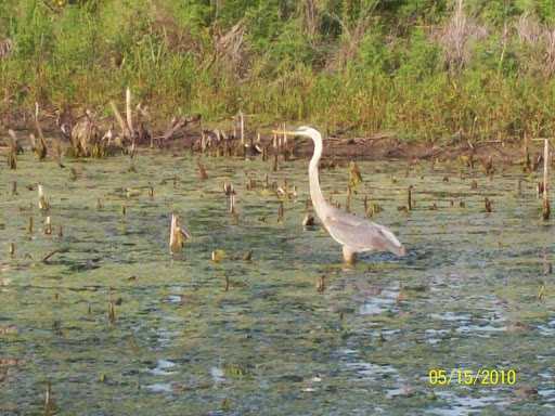 Golf Course «Osprey Point Golf Course», reviews and photos, 12551 Glades Road, Boca Raton, FL 33498, USA