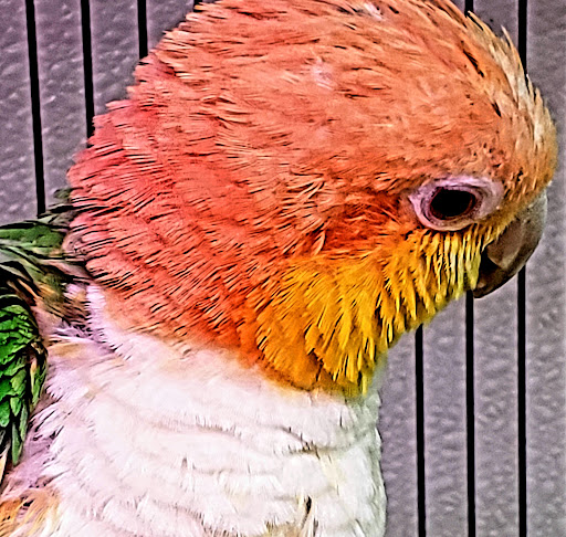 Pet Store «Parrots Of The World Aquarium and Pet Center», reviews and photos, 316 Sunrise Hwy #1, Rockville Centre, NY 11570, USA