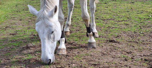 La Clinique du Cheval, Centre Hospitalier Vetérinaire Equin