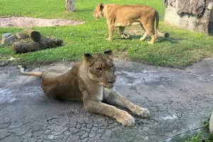 Lion Habitat image