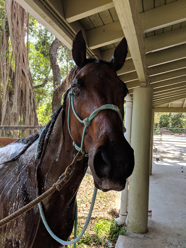 MM Equestrian Farm North Miami