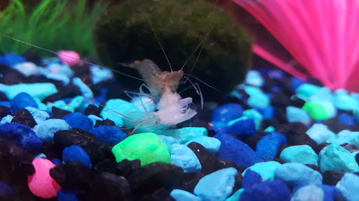 Pet Supply Store «Pet Supplies Plus», reviews and photos, 311 Sagamore Pkwy N, Lafayette, IN 47904, USA