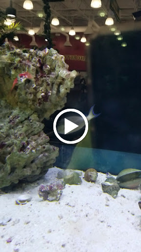 Tropical Fish Store «Aquarium Adventure», reviews and photos, 744 E Boughton Rd, Bolingbrook, IL 60440, USA