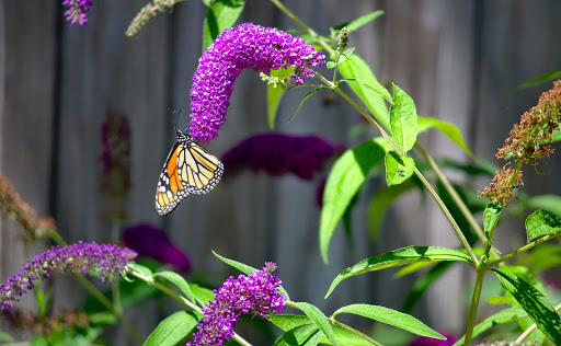 Zoo «Seneca Park Zoo», reviews and photos, 2222 St. Paul Street, Rochester, NY 14621, USA