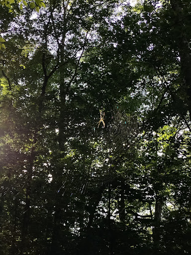 National Park «Chattahoochee River National Recreation Area, Island Ford Unit», reviews and photos, 1978 Island Ford Pkwy, Sandy Springs, GA 30350, USA