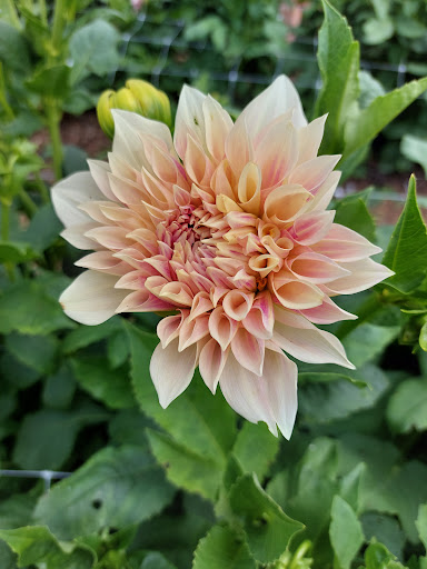 Florist «Pinewood and Posies», reviews and photos, 4547 White Oak Rd, Paradise, PA 17562, USA