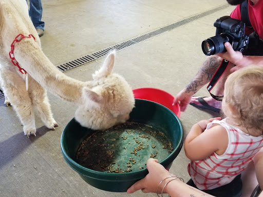 Livestock Breeder «Alpacas at Marquam Hill Ranch», reviews and photos, 35835 OR-213, Molalla, OR 97038, USA