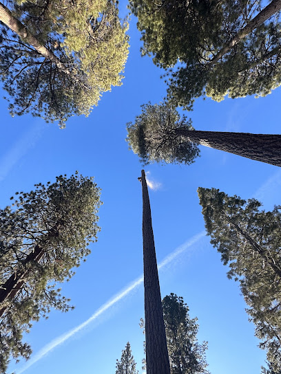 Lemaster Tree Service