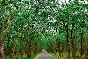 Rubber Garden & Selfie-Road (আমতলী) image