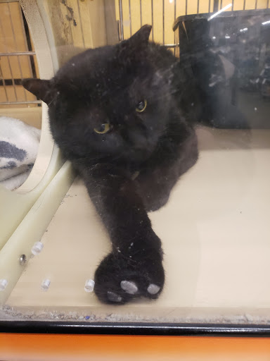 Pet Supply Store «PetSmart», reviews and photos, 3042 W Ridge Rd, Greece, NY 14626, USA