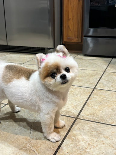 Furrever Love Pet Grooming