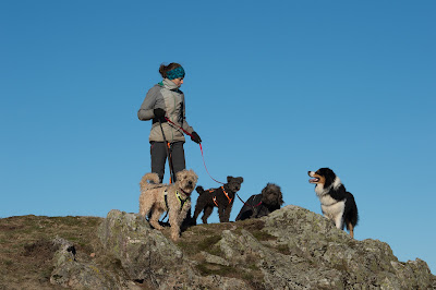 Bien avec mon chien à Gresswiller