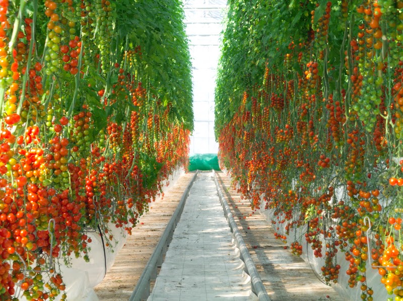 井出トマト農園