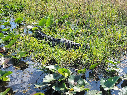 Recreation «Kissimmee Swamp Tours», reviews and photos, 4500 Joe Overstreet Rd, Kenansville, FL 34739, USA