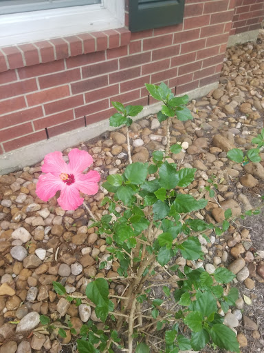 Park «Terramont Park», reviews and photos, 8500 Terramont Dr, The Woodlands, TX 77382, USA