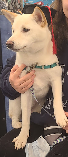 Pet Supply Store «PetSmart», reviews and photos, 3131 E Main St, Mohegan Lake, NY 10547, USA