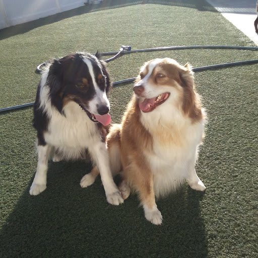 Pet Supply Store «Centinela Feed & Pet Supplies», reviews and photos, 4700 Pacific Coast Hwy, Long Beach, CA 90804, USA