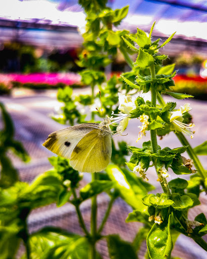 Florist «Sykes the Florist and Greenhouses», reviews and photos, 1300 Lawrence St, Lowell, MA 01852, USA