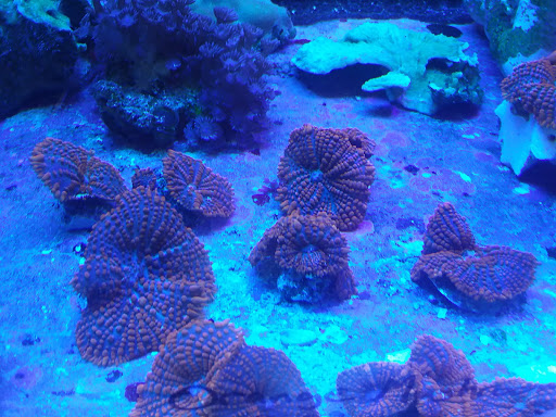 Pet Store «The Aquarium & Fish Store», reviews and photos, 710 W Lumsden Rd, Brandon, FL 33511, USA