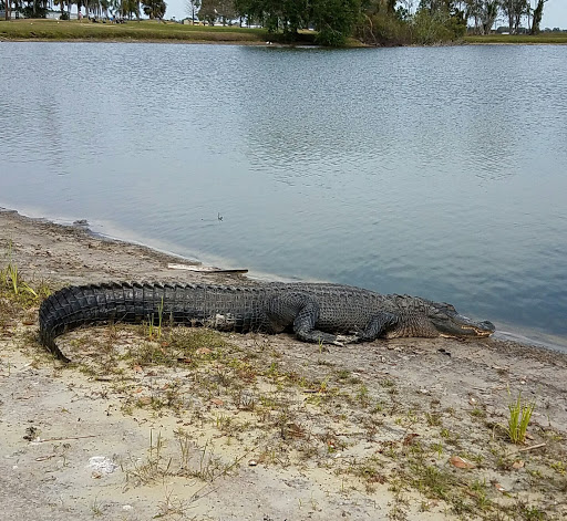 Golf Club «Kissimmee Golf Club», reviews and photos, 3103 Florida Coach Dr, Kissimmee, FL 34741, USA