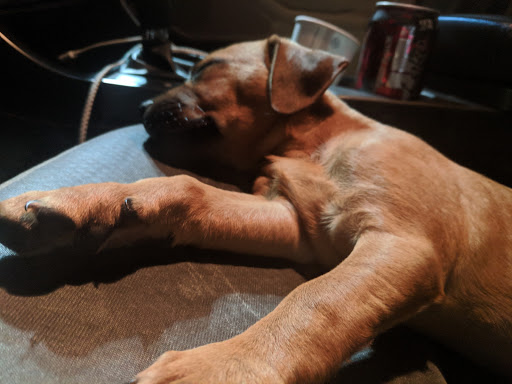 Pet Store «Pet Supermarket, Inc.», reviews and photos, 2446 N University Dr, Coral Springs, FL 33065, USA